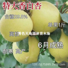 大香白杏子树苗甜核特大香白杏树苗嫁接早熟杏苗当年结果盆栽地栽
