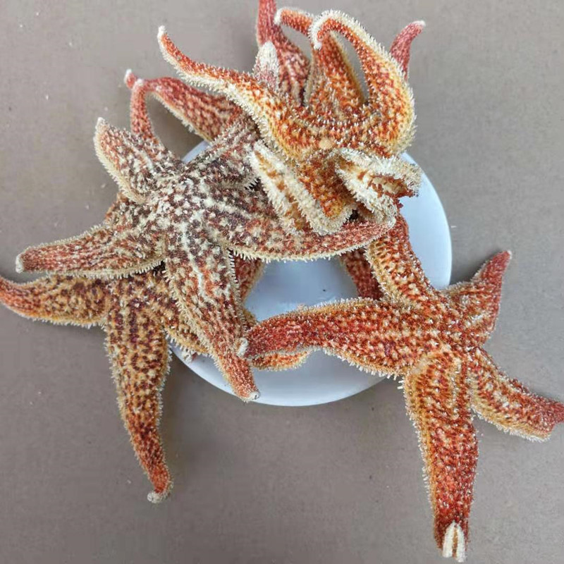 Dried Starfish Wu Zhi Hai Xing Whole Dried Sea Star for Herbal Wine Infusion 500g quality and texture