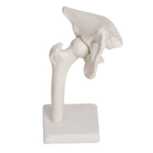 Hip Model Hip Joint Display Model Km/11201-4