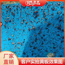 蓝板诱虫板粘虫板双面黏虫板批发黄板大棚茶园果园温室园厂家直销