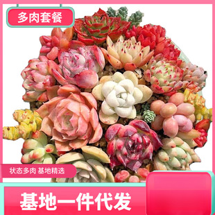 Succulent Plant Dropshipping Combination Potted Florals and Green Plants Succulent Novice Package Succulent Landscape Easy-To-Grow Plants