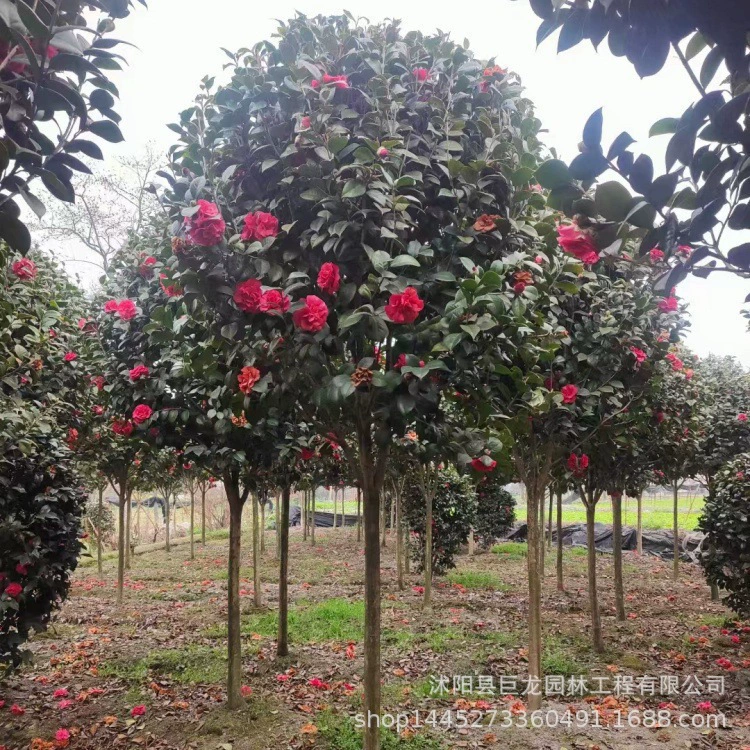 Всесезонные и морозостойкие саженцы камелии, саженцы камелии для дворов и парков, горшечные деревья камелии с бутонами для посадки на землю.