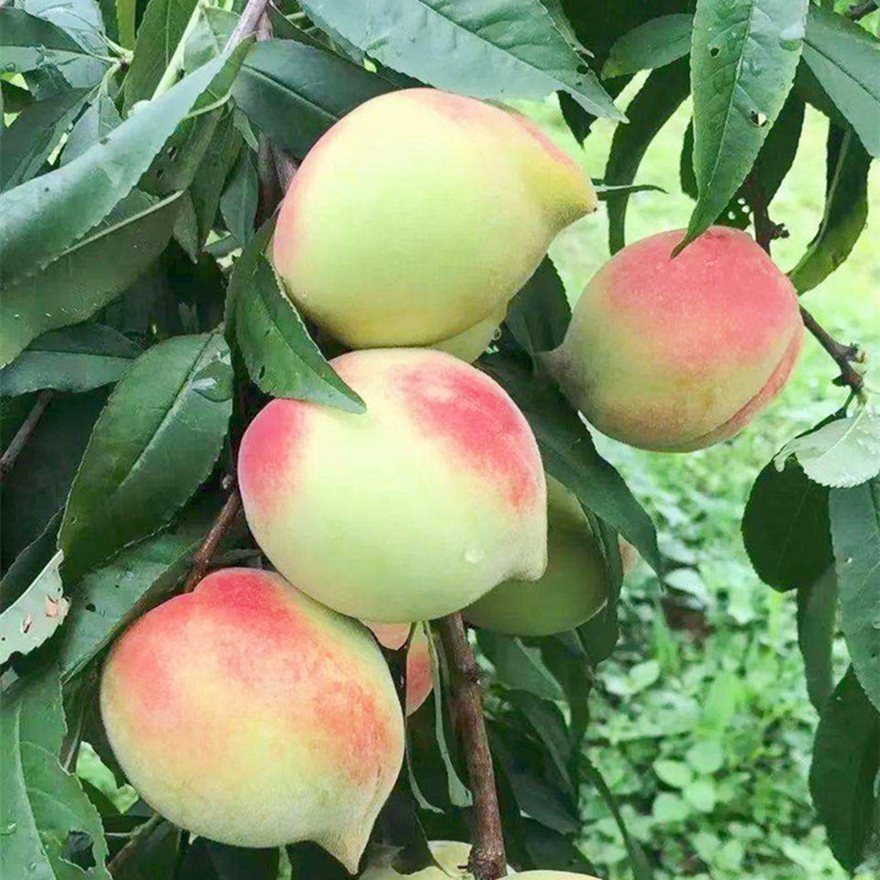 绿化桃树果苗脆甜桃树苗桃子树嫁接苗南方北方庭院种植果树果苗花