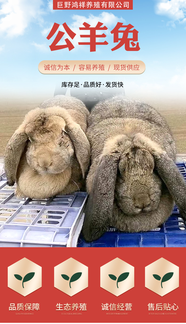 公羊兔详情_01.jpg