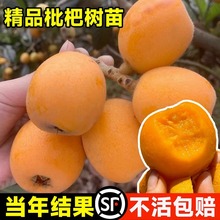 无核枇杷苗树白玉琵琶果树果苗东山大五星南北方四季种植当年结果