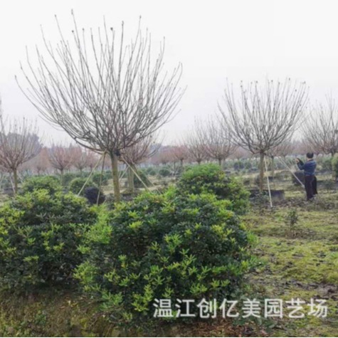 海桐球冠幅80-150公分宝珠香