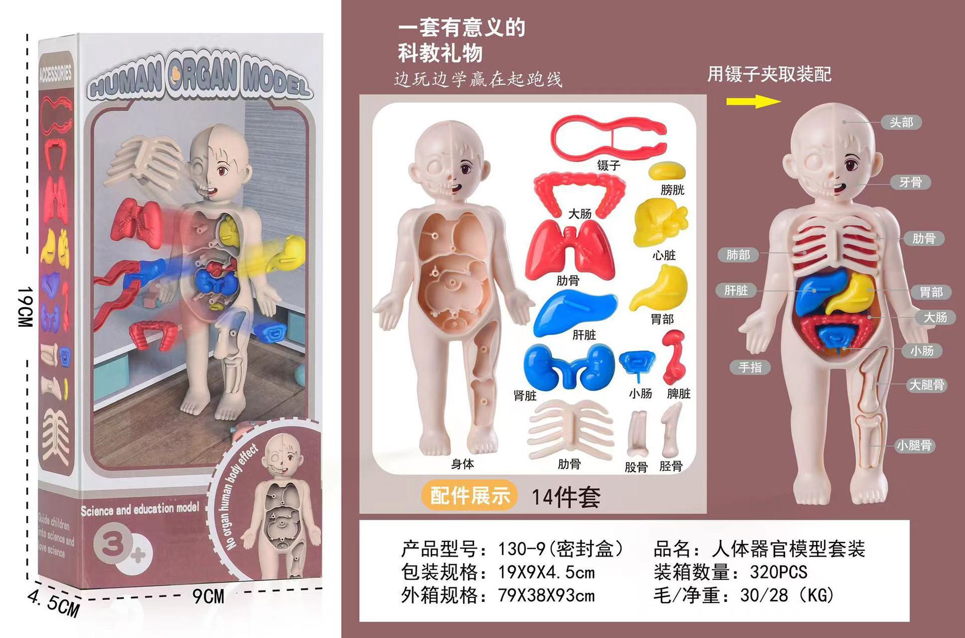 Human body assembly model [english color box] contains 14 organs