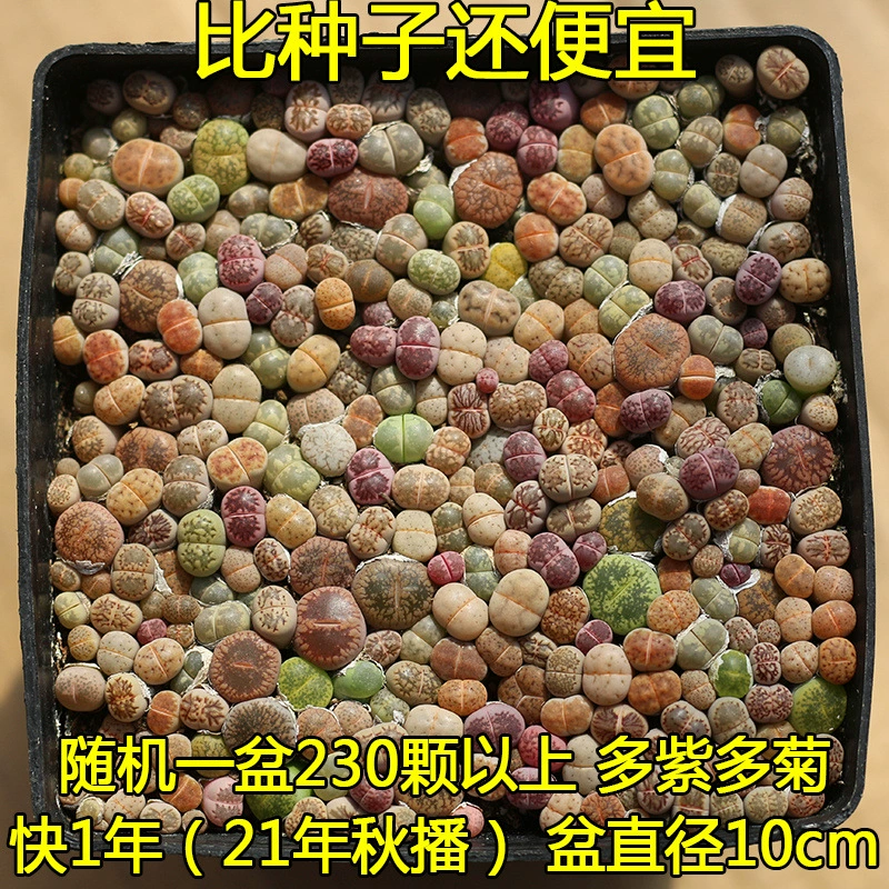 Цветок живого камня в целом горшке поставляется с почвой для горшков, драгоценными товарами, множеством сортов сочных абрикосовых цветов, каменных цветов.