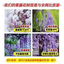 ���ٻ���������ֲ��໨�����}���绨������ͥԺ�Ϙ��ͺ��ļ��_��
