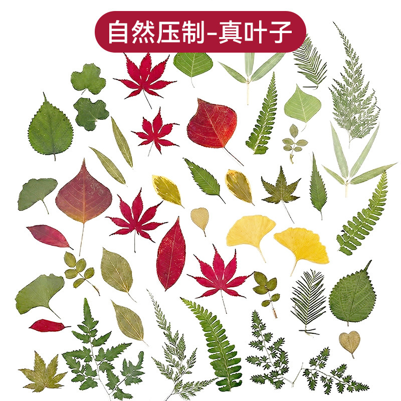 Real Leaf Sticker Art Plant Specimen Green Leaf Set DIY Material Kit Leaf Embossing Handmade Bookmark Dried Flowers Real Leaf Sticker Art Plant Specimen Green Leaf Set DIY Material Kit Leaf Embossing Handmade Bookmark Dried Flowers