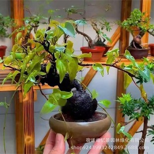 ���מ�����מ����������Lˮ�辰�����в�ș�Nֲ����מ��Nֲ��