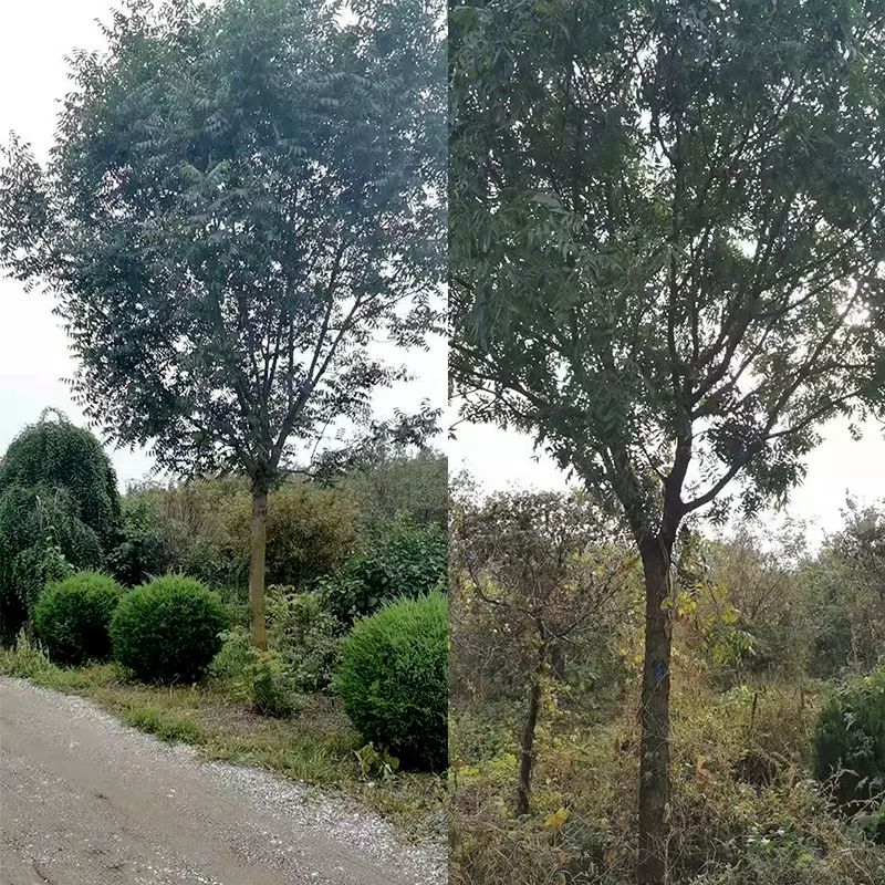 供应黄连木树苗绿化苗木黄连木批发乔木行道树园林植物黄连木树苗