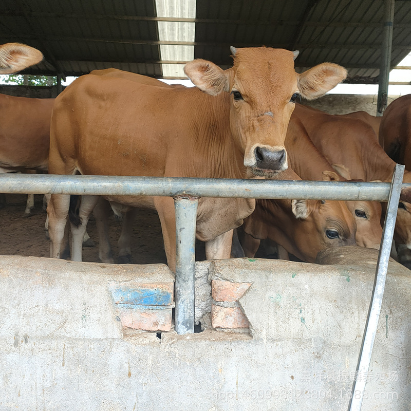 改良肉牛犊 鲁西黄牛活体牛犊 成年怀孕小肉牛犊牛 山东养牛场