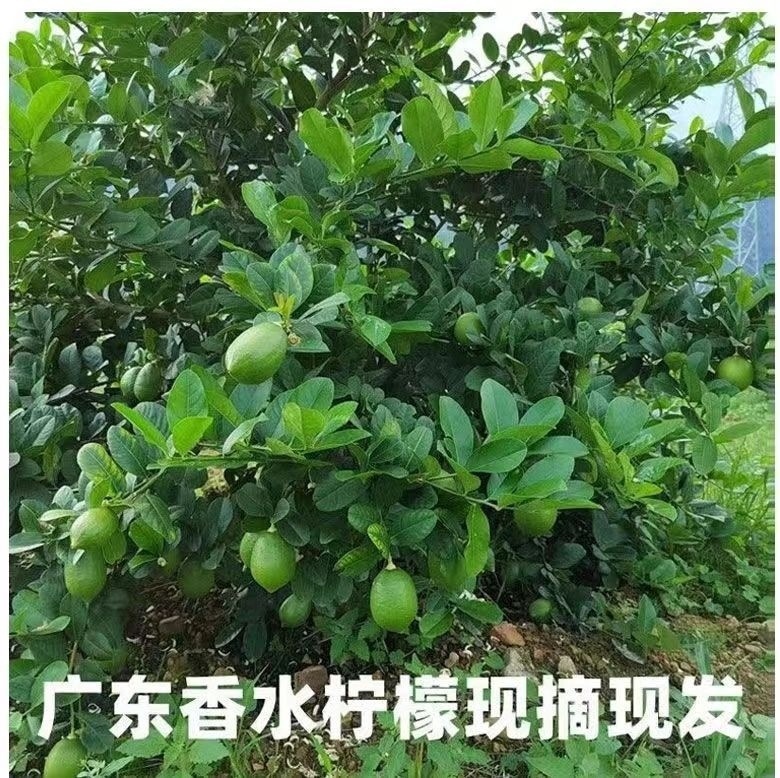 bca9f86f-7013-4a84-9034-742963b2fd03.jpe