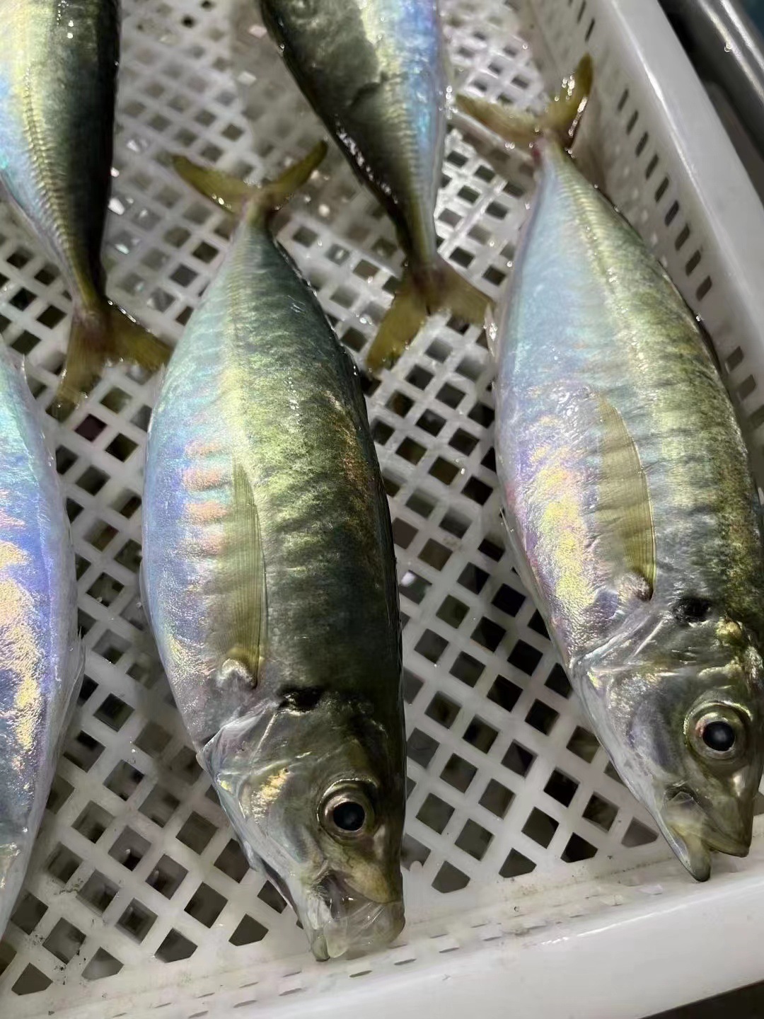 03fa489c62c7c757b4d214926aeab9