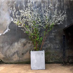 Snow Willow Plant Spray Snowflake Seedling Potted Green Plant Living Room Pearl Plum Courtyard Large Seedling Snow Willow Leaf Sapling Fresh Branches