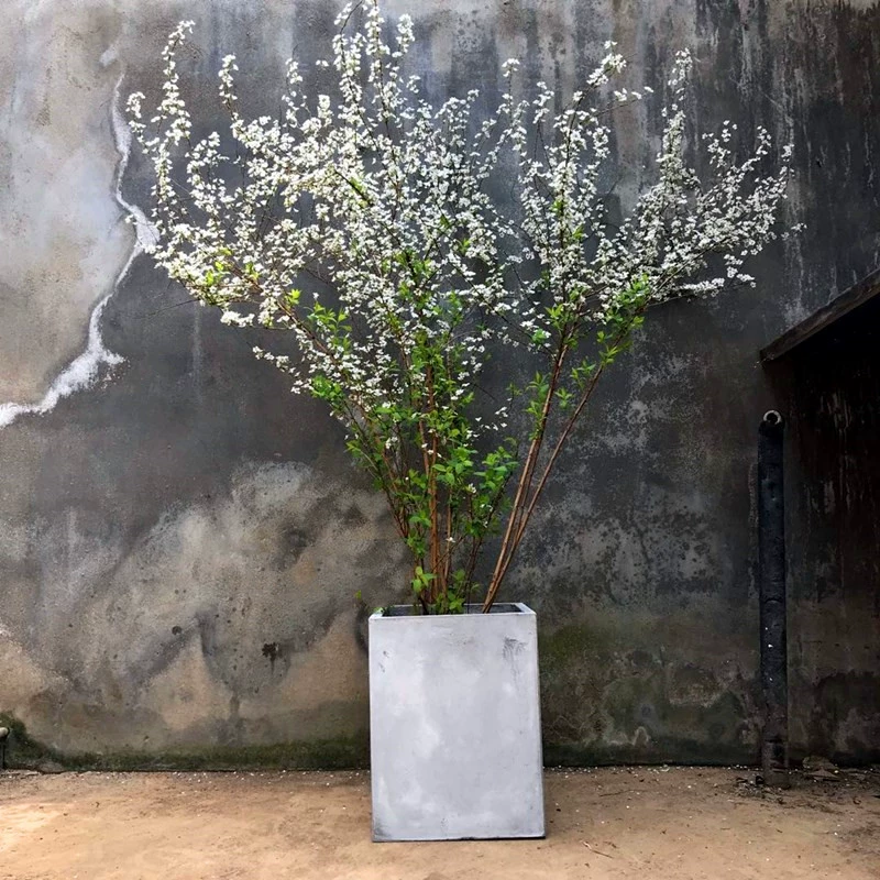 Растение снежной ивы, спрей, снежинка, рассада, зеленое растение в горшке, гостиная, жемчужная слива, двор, большой рассада, листья снежной ивы, саженец, свежие ветки