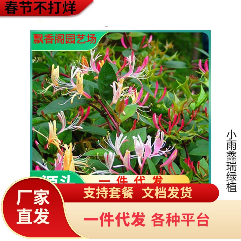 一件代发四季金银花苗盆栽地栽可食用阳台庭院花园爬藤花卉绿植耐