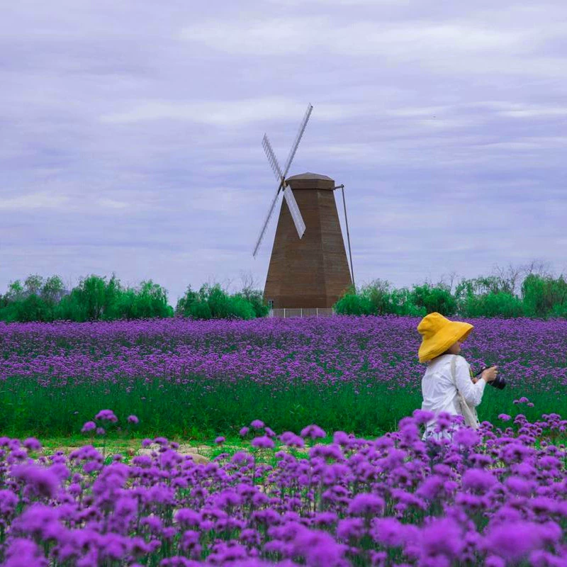 Ива Вербена Семена Многолетний Осенний Посев Морозостойкие Семена Цветов Фотография Цветок Морской Парк Открытый Пейзаж Семена Цветов