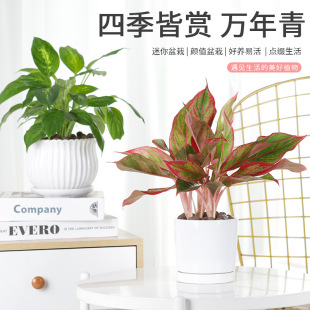 �f����ˮ��ֲ�ﻨ�~�y�ʺ�Gֲ�҃�����ȩ�ļ�ˮ�B������������