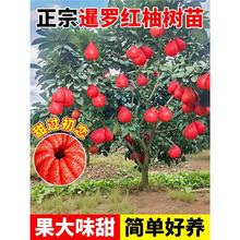 柚子树苗嫁接泰国暹罗红柚苗沙田红心蜜柚特大果树果苗南北方种植