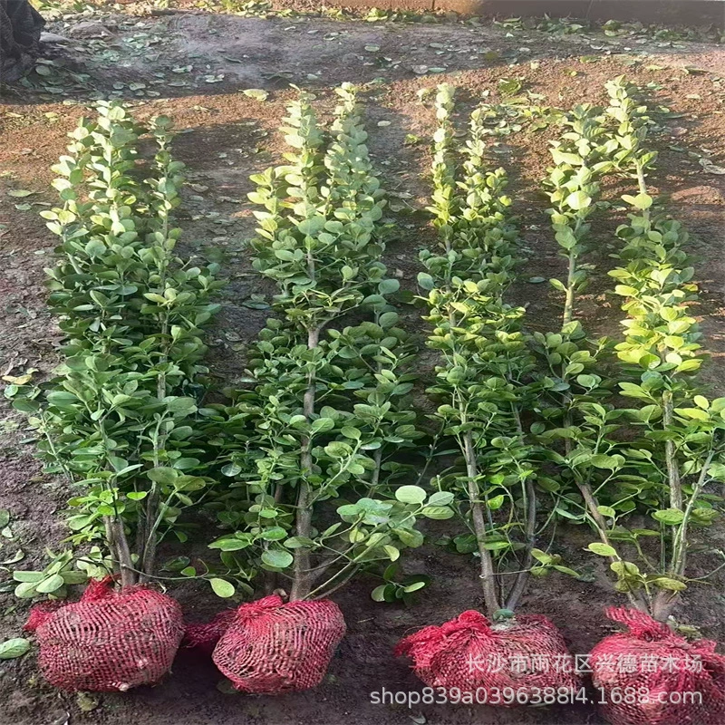 Оптовые поставки саженцев самшита Хоккайдо для живых изгородей в Хунане, вечнозеленые круглый год, большой объем