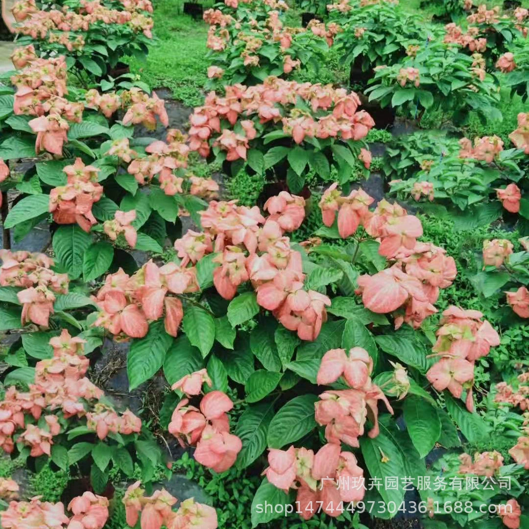 Розовый лист Золотой цветок Цветочное растение Просмотр цветов Посадка в горшке Парк Домашний двор Цветочная кровать Цветочное зеркало Просмотр цветов Зеленое растение