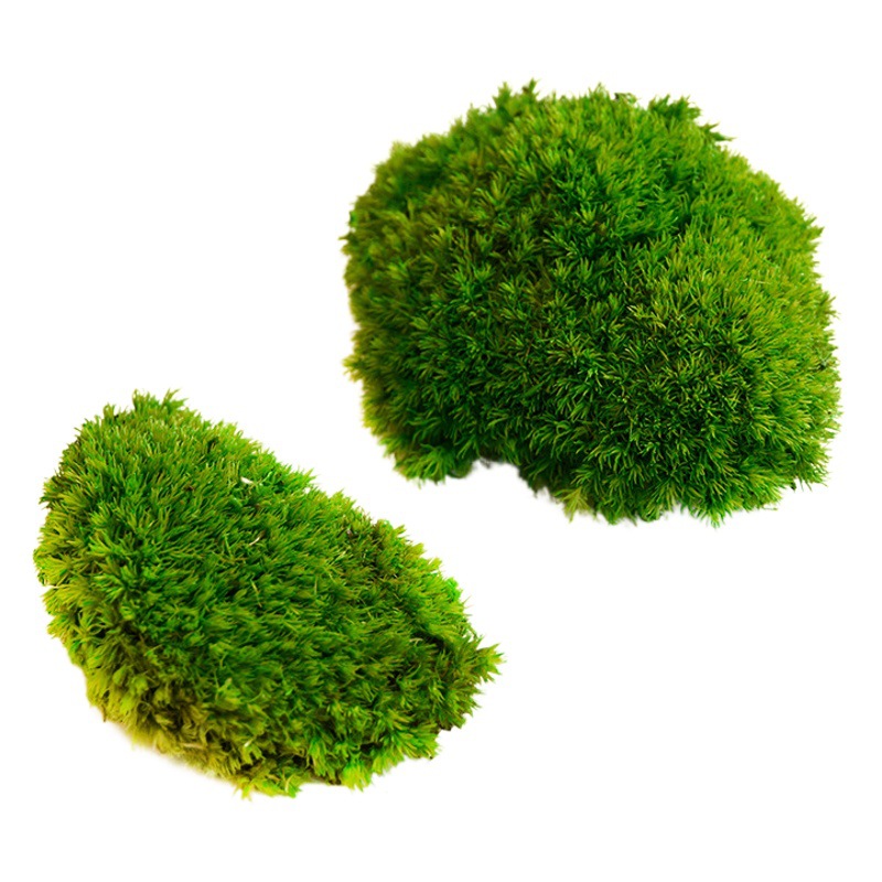 Musgo inmortal pelo blanco musgo gris grande planta verde pared flor seca Fondo pared planta pared musgo fuente