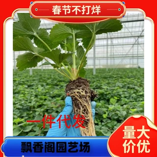 一件代发草莓苗奶油红颜草莓秧四季大棚种植甜宝草莓苗裸根当年结