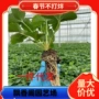 四季种植红颜大棚草莓苗