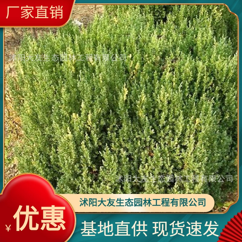 База оптом саженцы кипарисов собственного производства ландшафтный дизайн живописных мест дорога сад инженерия Зеленые саженцы