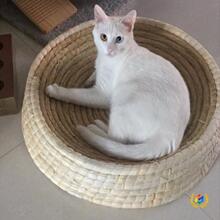 ?�ݾ�؈�C؈ץ�幷�C�ļ�ͨ���ֹ�������ĥ؈�����Ʒĥצһ����