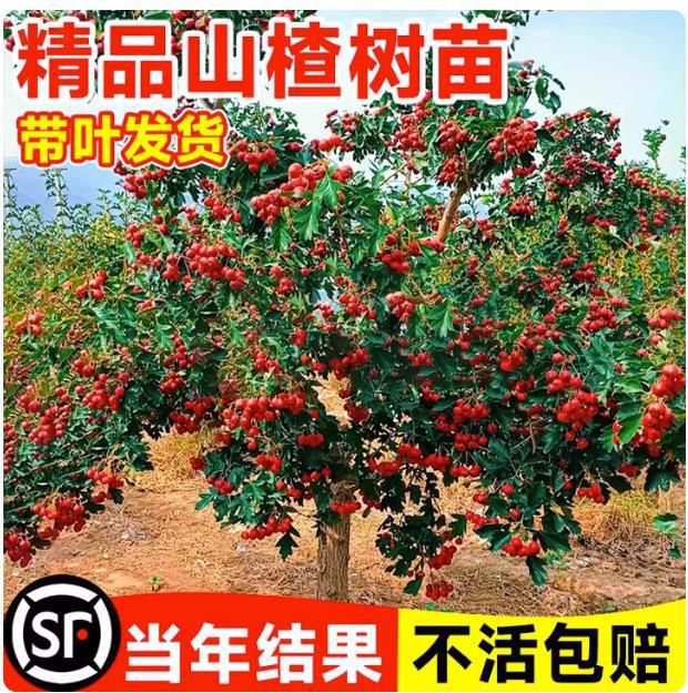 山楂苗嫁接苗大五棱山楂树苗南方北方种植庭院盆栽地栽果树苗金星