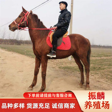 ���K�}�ǰ��R�����Xһƥ�m�Ͼ��^�T�˵��R ��Ѫ�R ��Ѫ�R �R�x