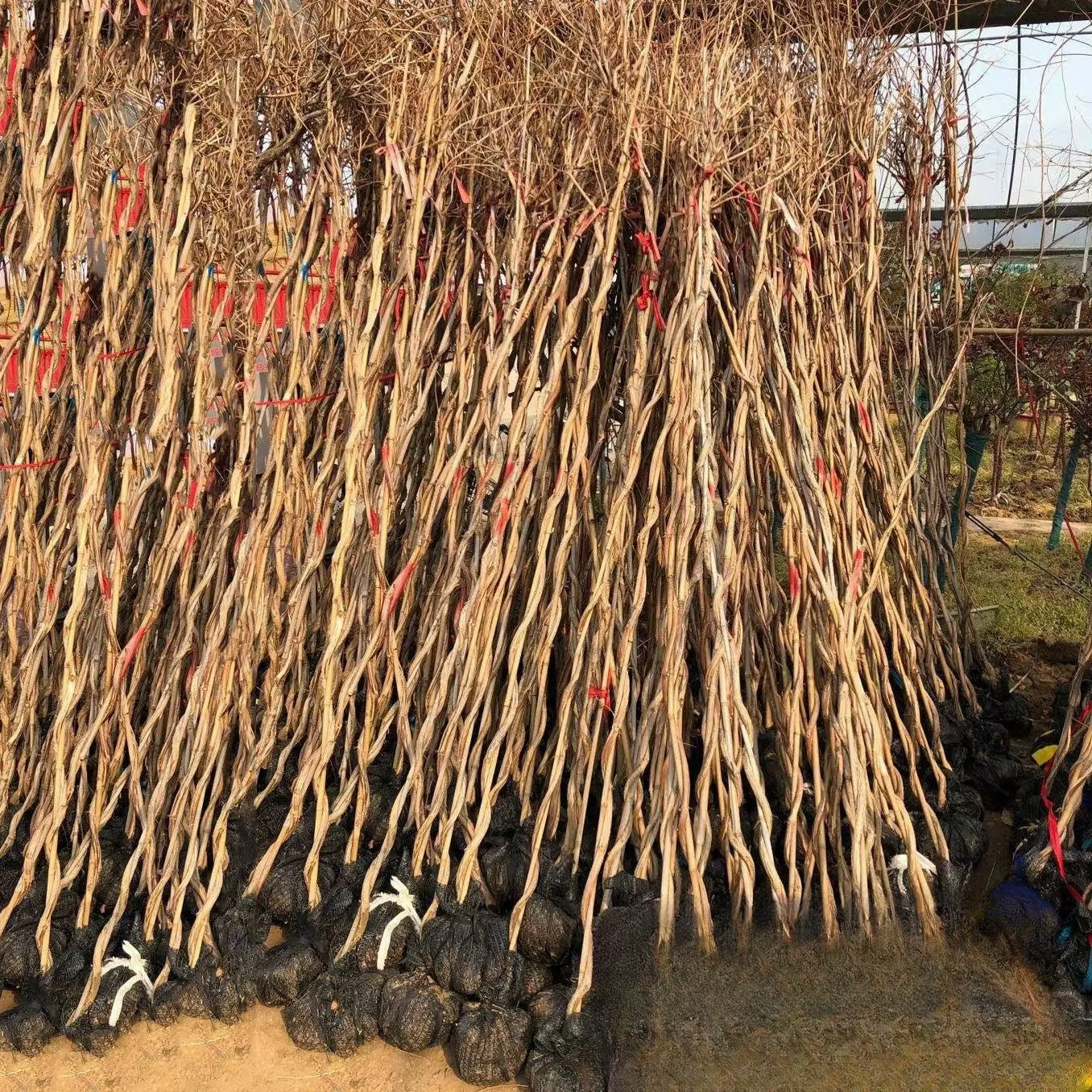 基地批发 美国凌霄花 大花爬墙植物 庭院绿化爬藤花卉 苗