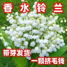 【】铃兰花苗带芽浓香型多年生植物四季开花室内耐寒懒人绿植