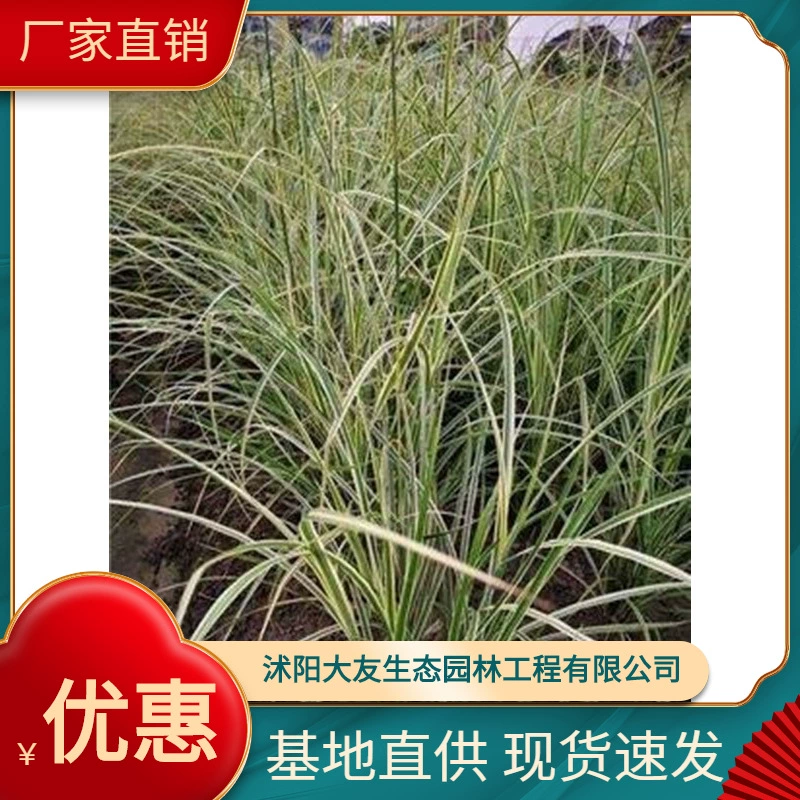 Цветочный лист AWM база оптом сорт собственного производства в комплекте с живописным ландшафтом Зеленые саженцы