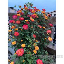 ��ɫ��ɳ��ʯ�ٱ��¼�����ǽǾޱõ���ش�Ũ���ļ�ͥԺ����ֲ��