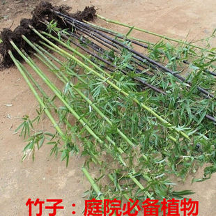 �������ļ������ͺ��ϱ������������S������������ͥԺ����Nֲ