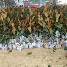 �t���m��������m����G�����l�����m��������m�޽����m�V���m��