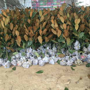 �t���m��������m����G�����l�����m��������m�޽����m�V���m��