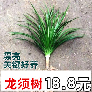 ��Ѫ��Gֲ��횘���^�ļ��������F���҃ȿ͏d�������ͺ������՚�