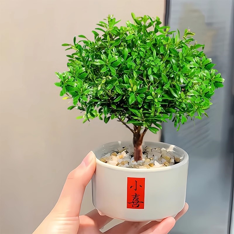 [샤오홍슈 인기상품] 샤오예 치난 + 샤오시 도자기 세면대 (포장석 + 영양액 포함)