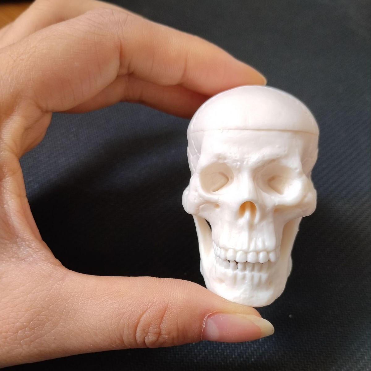 Small physiological removable art skull model