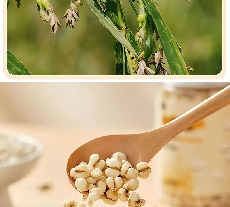 Roasted Coix Seed Yi Yi Ren Snack Crispy Ready to Eat No Additives 100g quality and texture