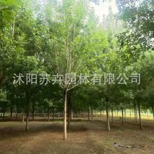 行道树白蜡树苗基地 速生白蜡 老式白蜡苗木 白蜡树 乔木白蜡树苗