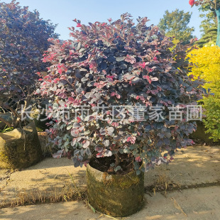 �����t�^ľ����� 80-1.2�׼t���^ľ����� ���l�r�� �t����ľ��