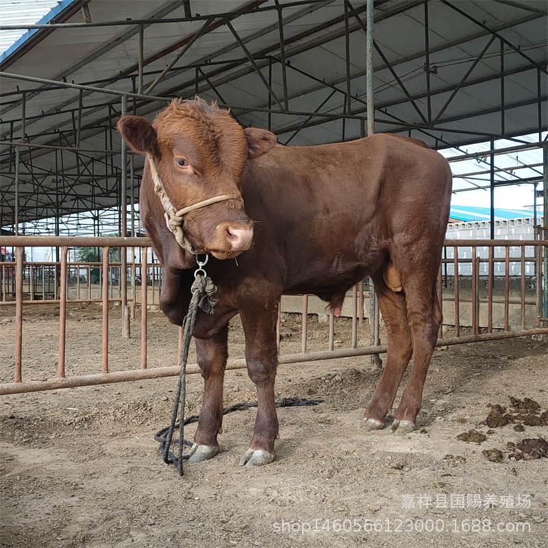 江西养殖鲁西黄牛 利木赞牛 小牛犊 肉牛犊 肉牛西门塔尔牛