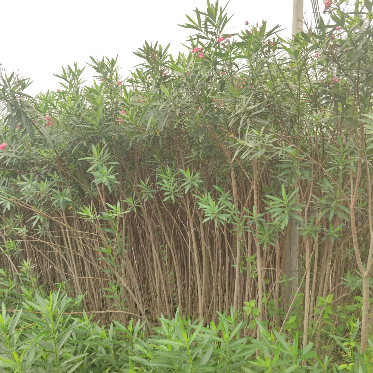 2404 база поставляет 2-3 см толщиной 2-3 метра сафлор олеандр мешок с зеленью железной дороги