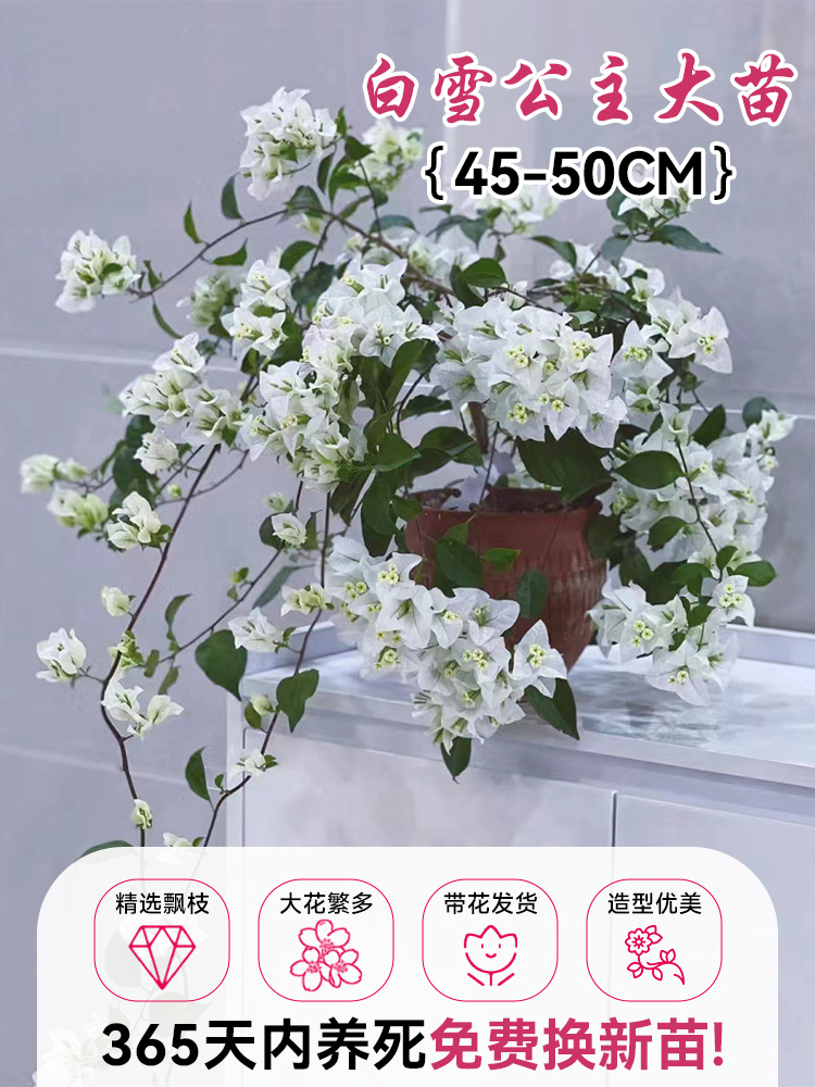 [선택된 떠다니는 가지] 백설공주 큰 모종 45-50cm [아름다운 모양] (꽃이 있는 원래 화분)